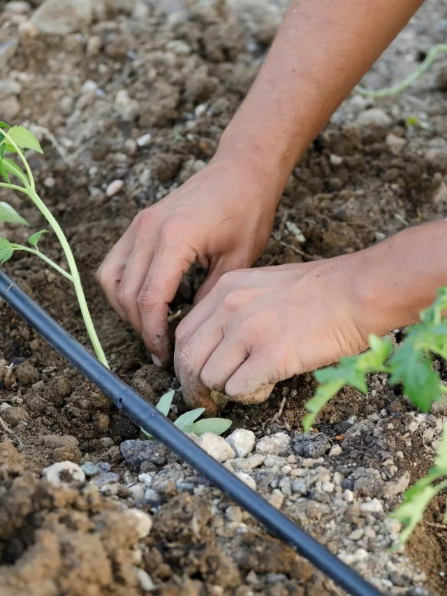 Installing Drip Irrigation In Your Garden Growhappierplants