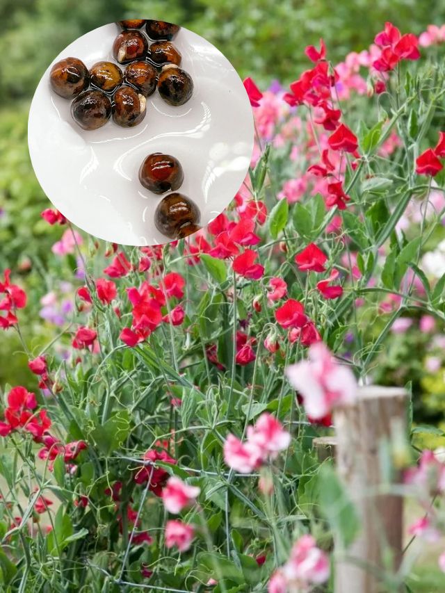 Growing Sweet Peas From Seed Growhappierplants