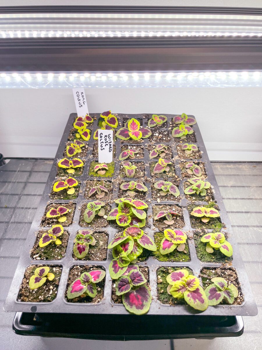 How To Grow Coleus From Seed Growhappierplants