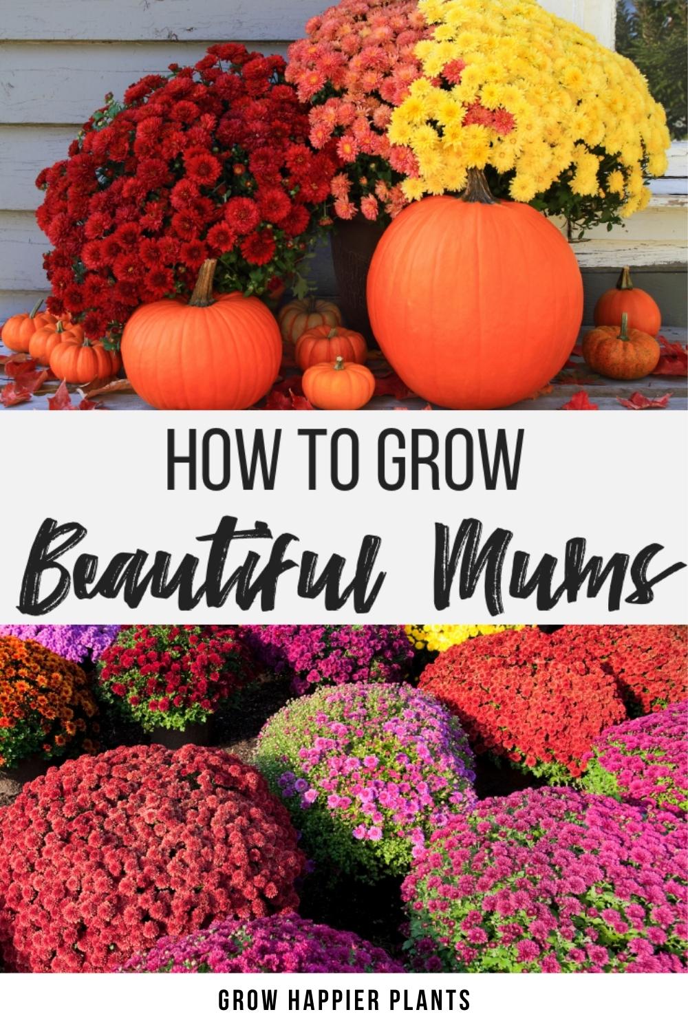 how to grow beautiful fall mums
