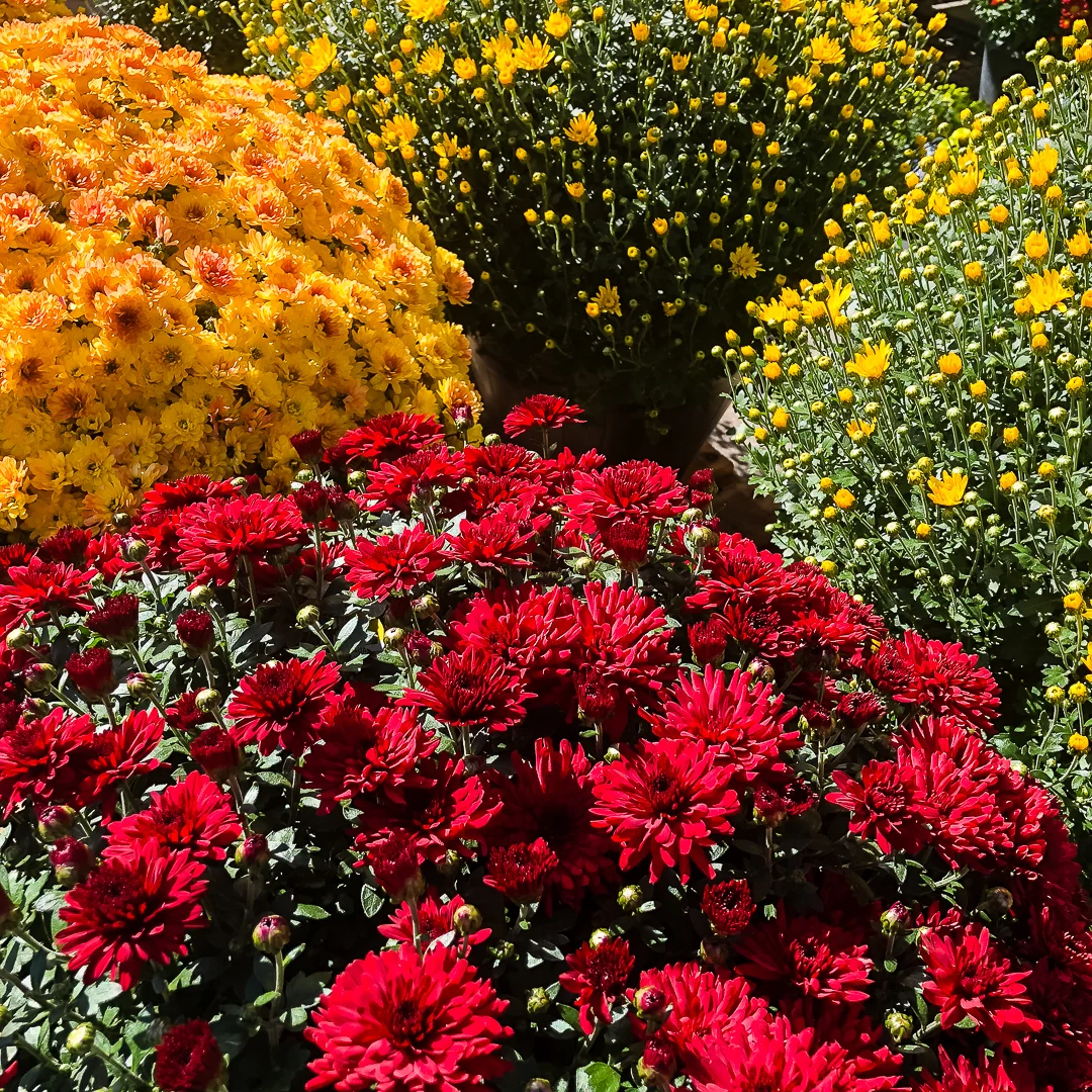 assortment of fall mums