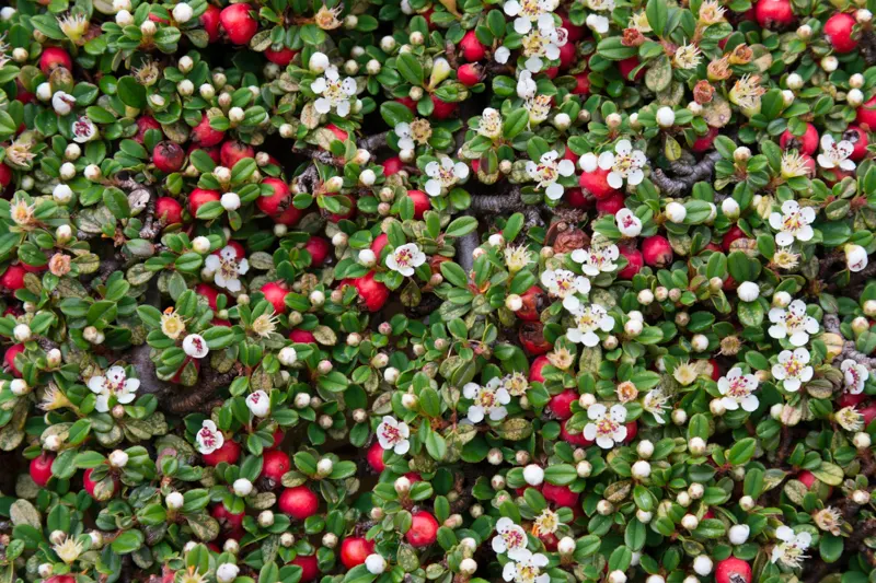 cotoneaster