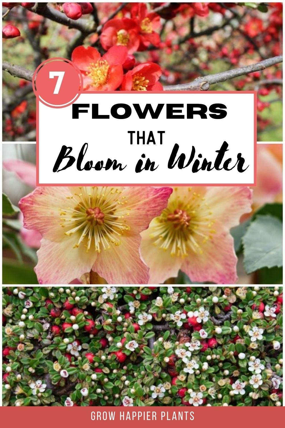 7 flowers that bloom in winter