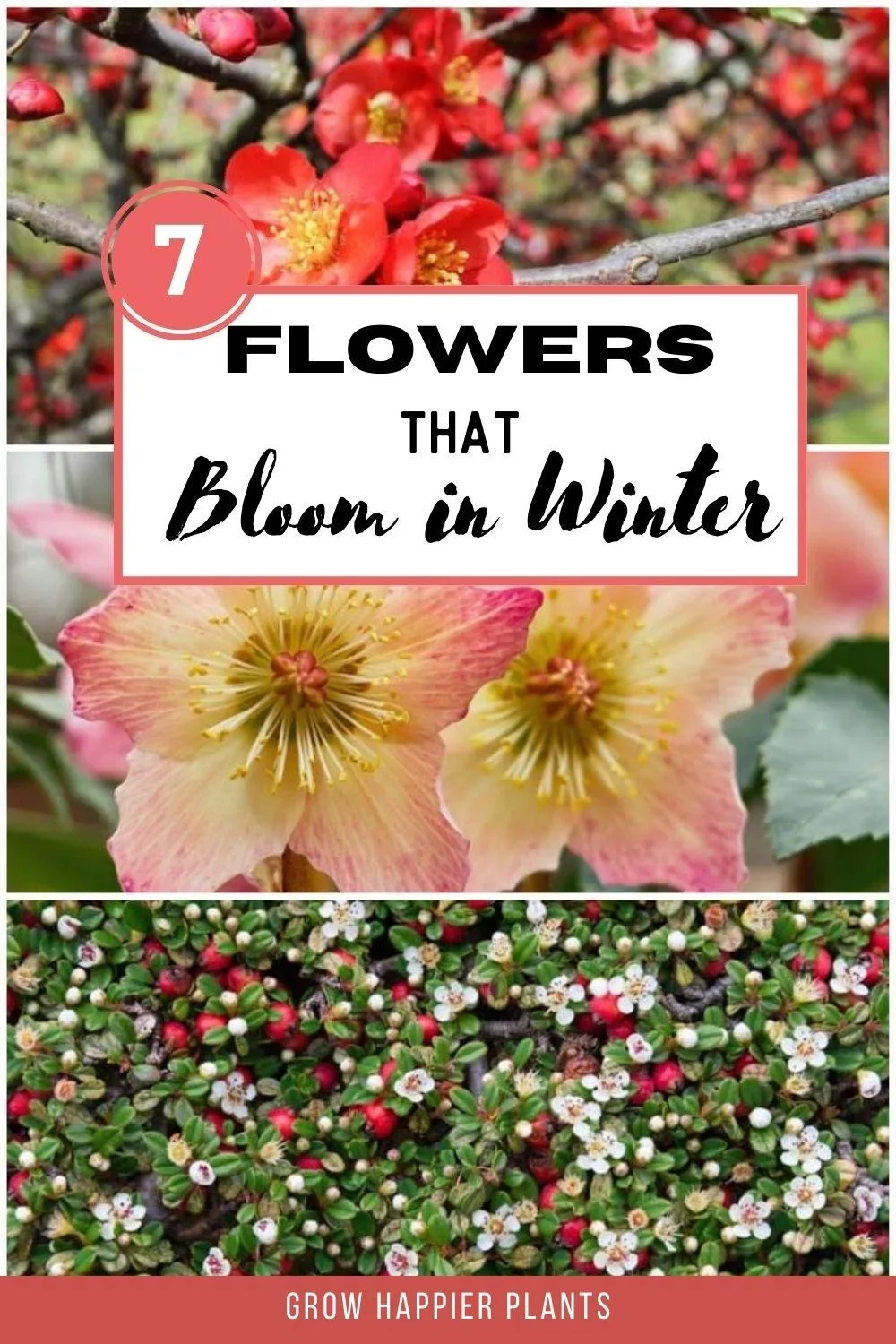 25 Best Flowers and Plants That Bloom in Winter