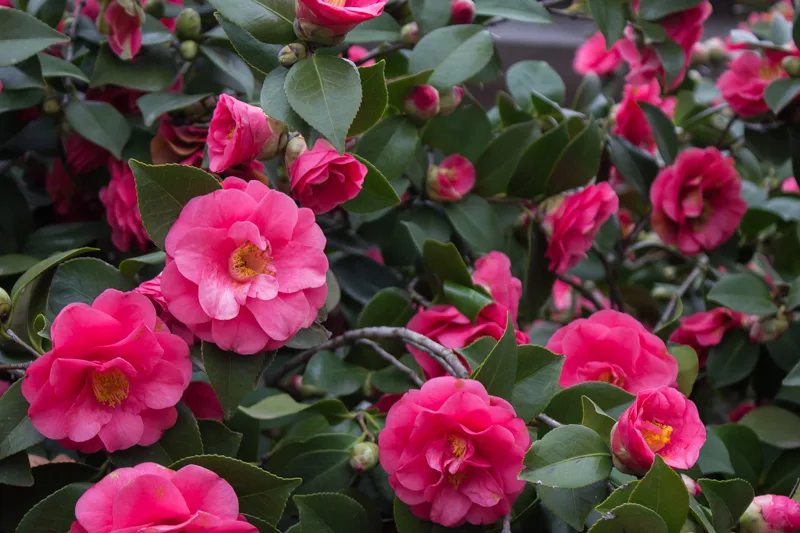 pink camellias