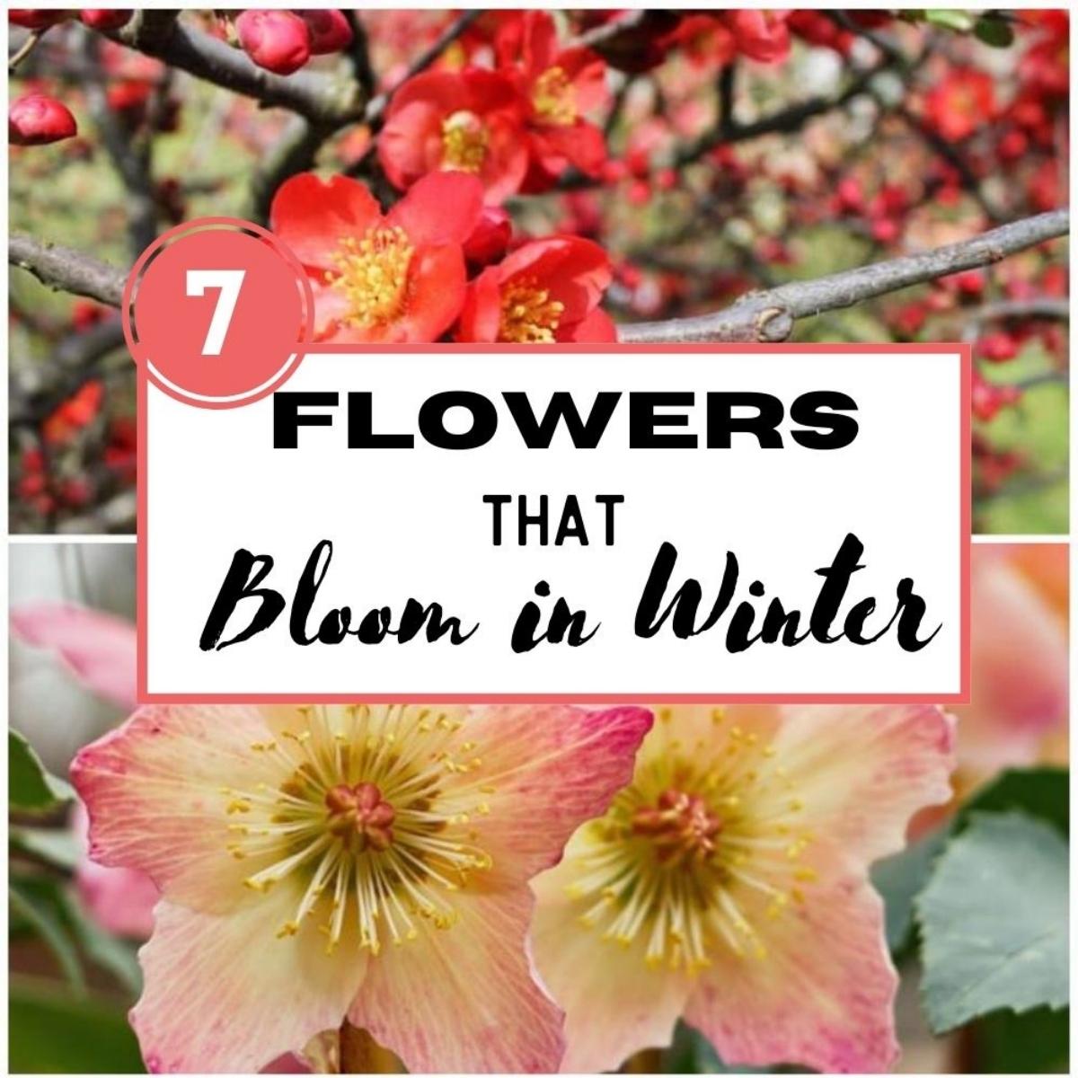 7 flowers that bloom in winter with images of flowering quince and hellebores