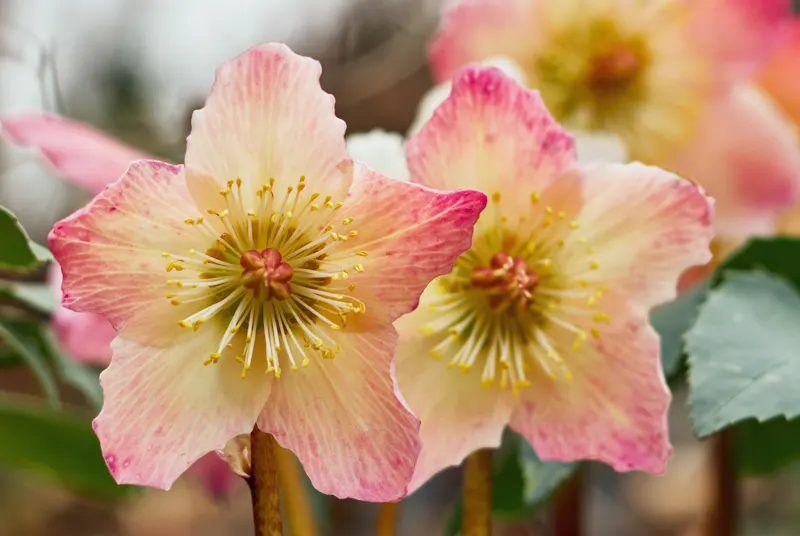 pink and yellow hellebores