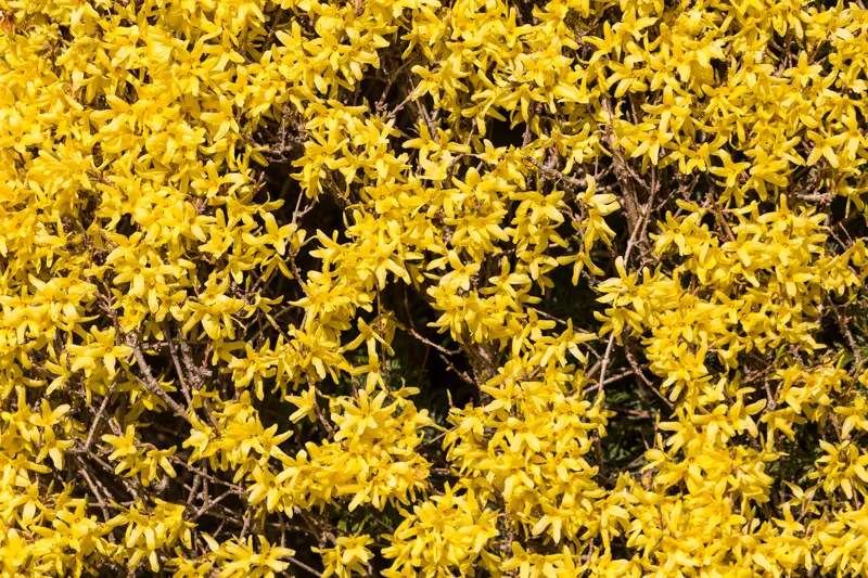 yellow winter jasmine