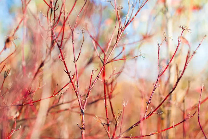 red twig dogwood