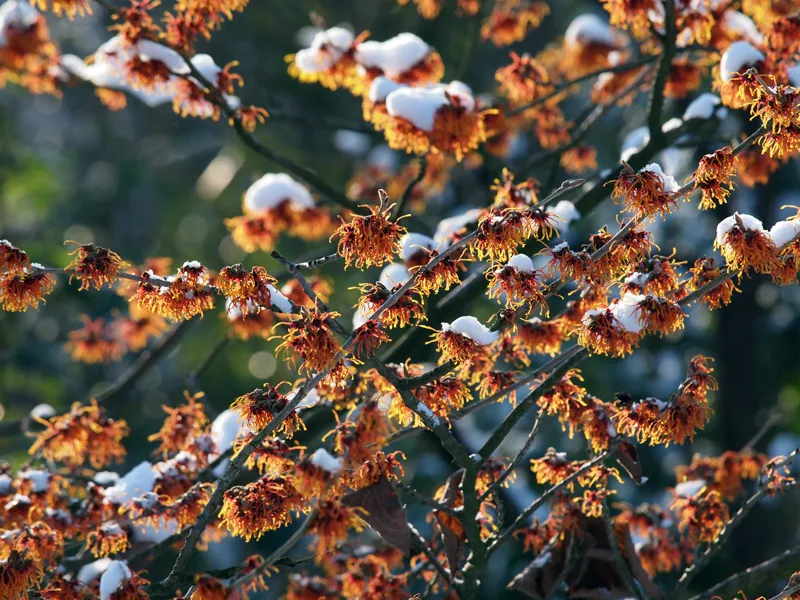 witch hazel covered in snow