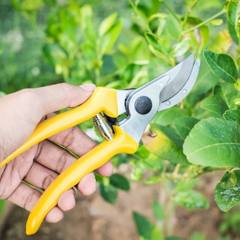 hand pruners with yellow handles