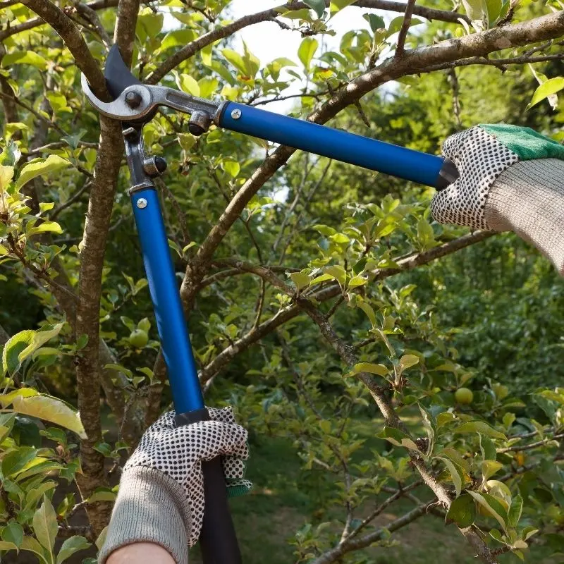 blue loppers used to cut branches off a tree
