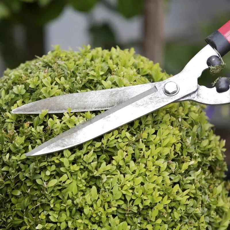 hedge shears trimming a boxwood