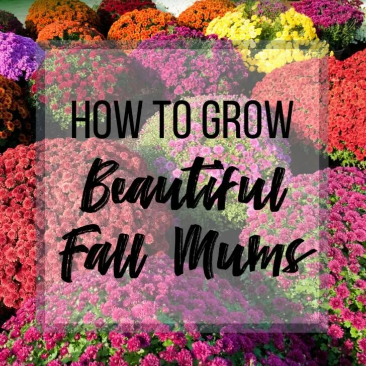 how to grow beautiful fall mums