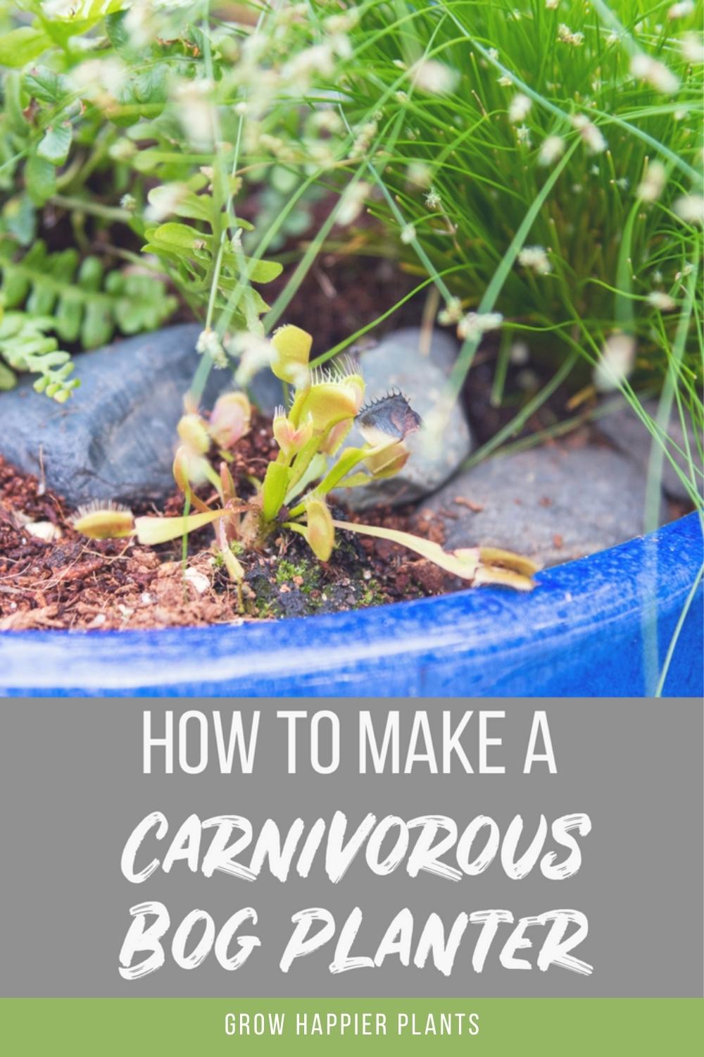 how to make a carnivorous bog planter