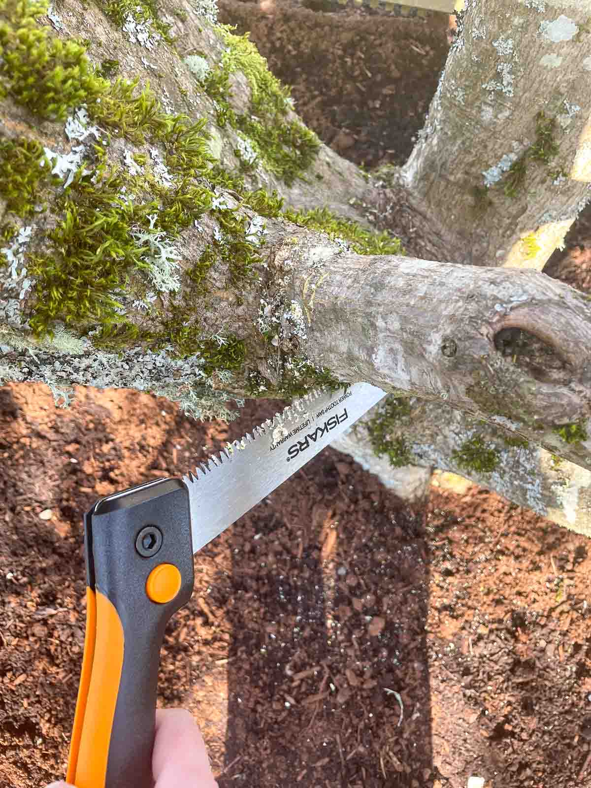 pruning a large branch off a Japanese maple with a handheld pruning saw