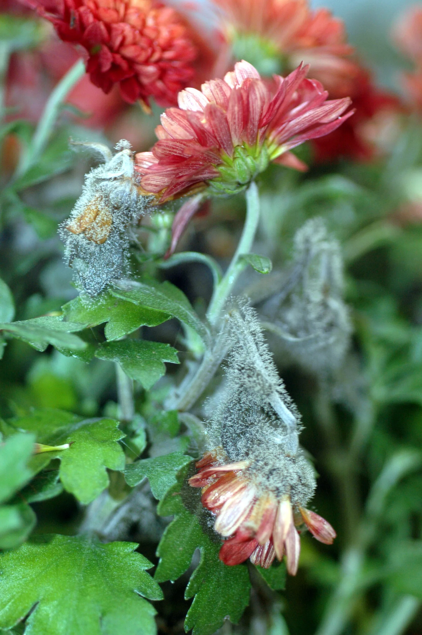 powdery mildew on mum plant