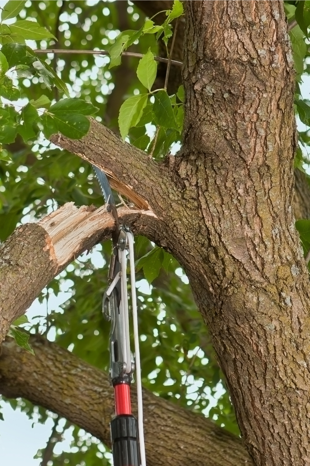 manual pole saw trimming tree branch