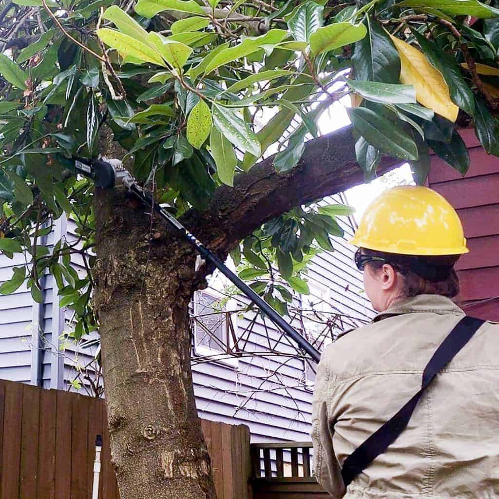 using a power pole saw to cut branches off a Magnolia tree