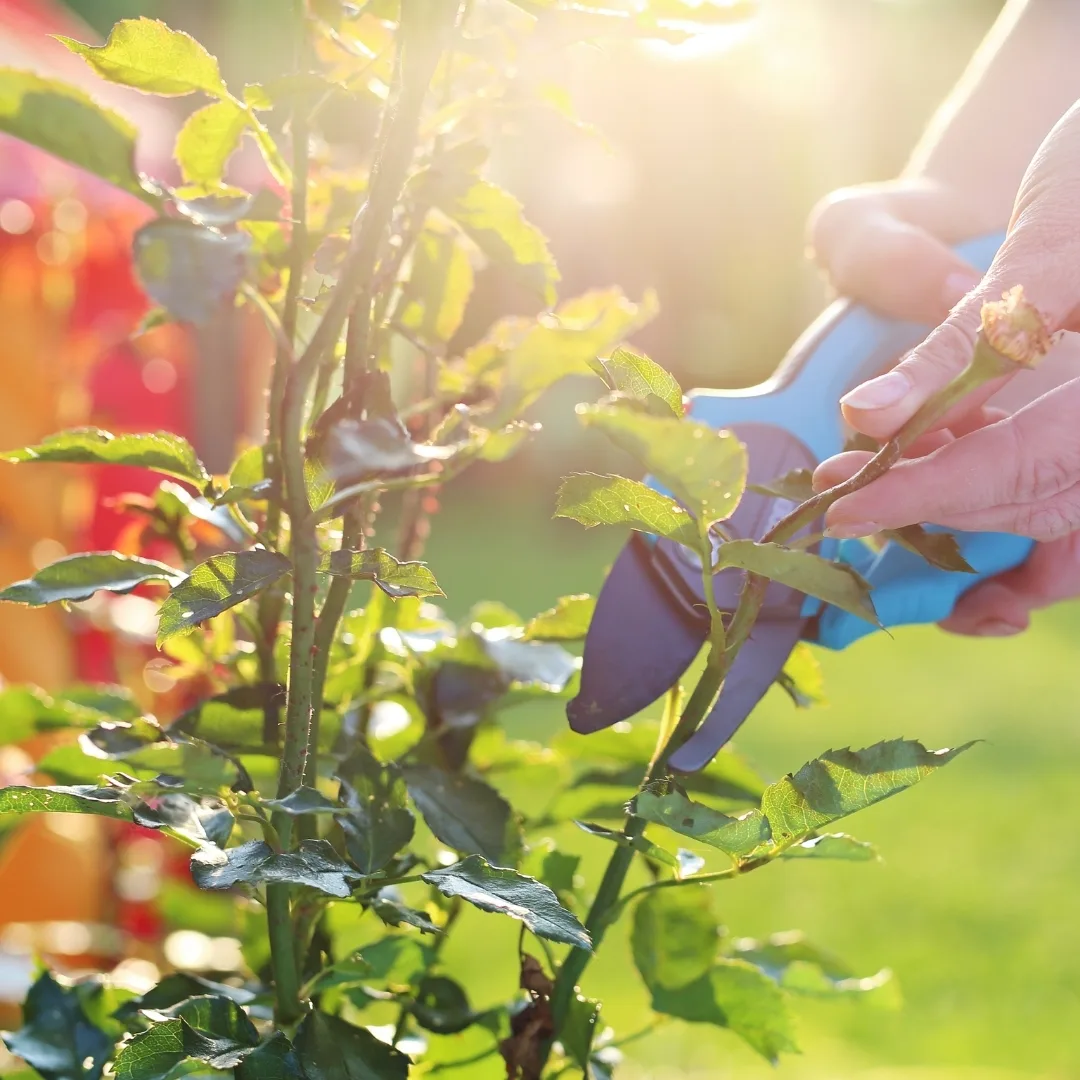 deadheading a rose with pruning shears