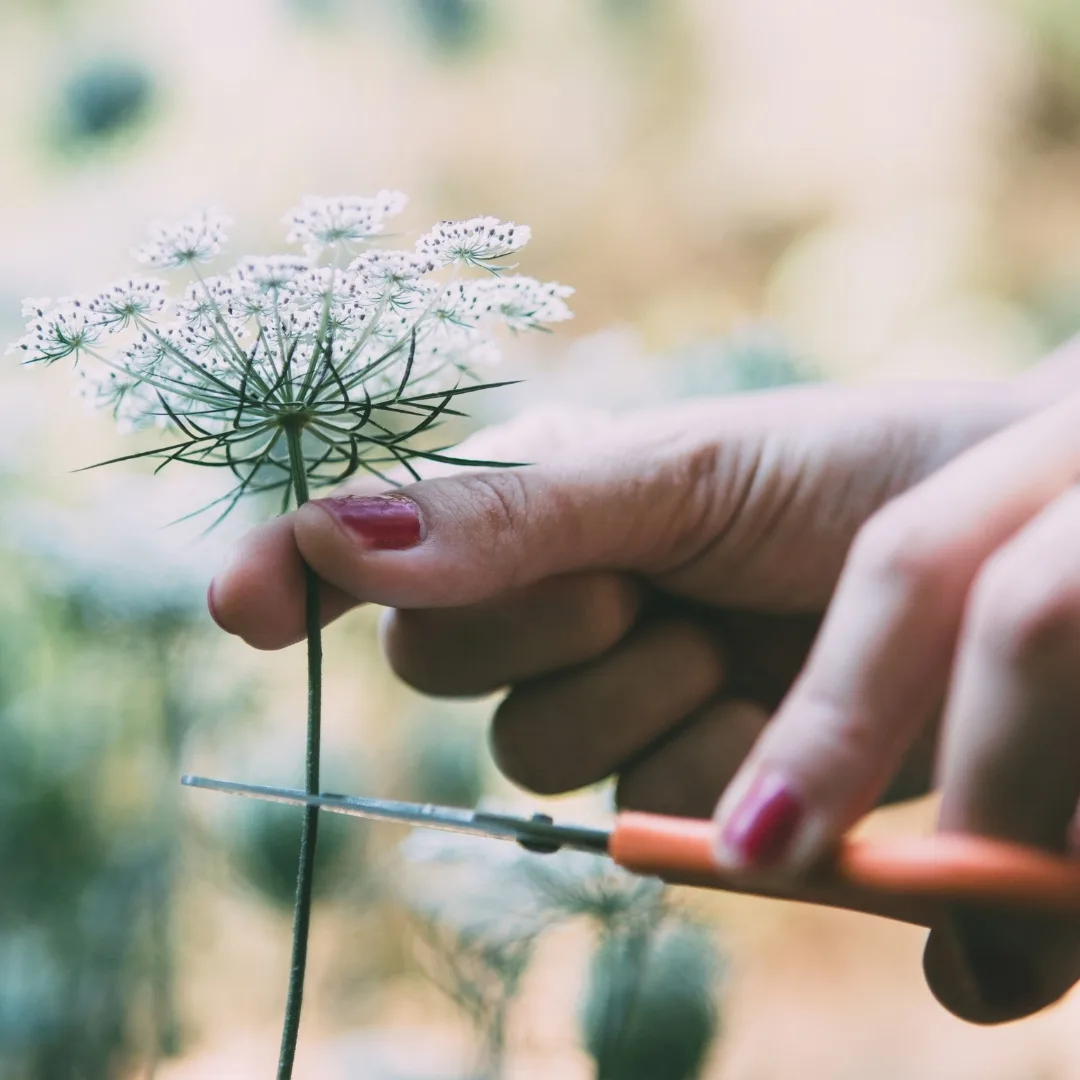 pruning snips