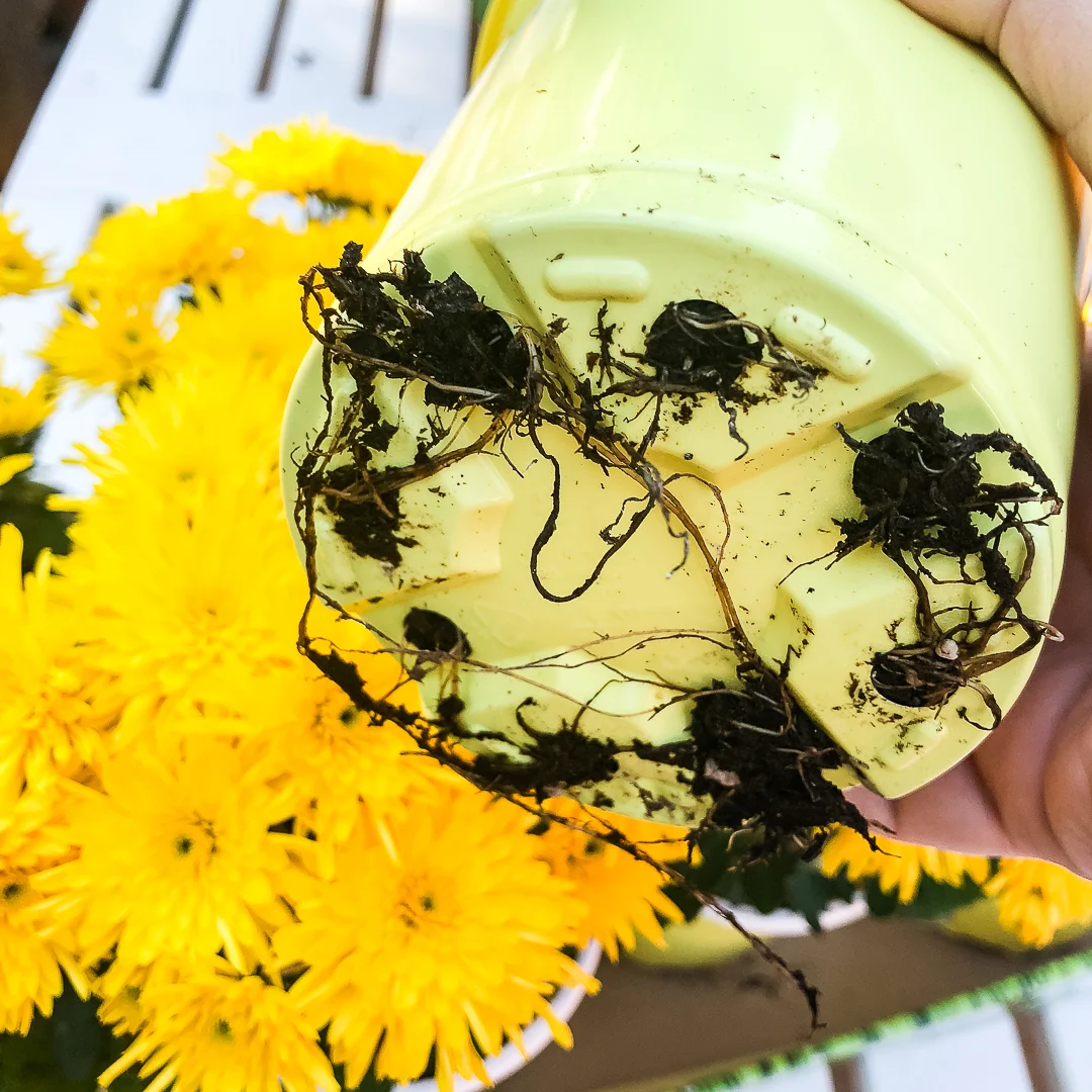 root bound mum in nursery pot