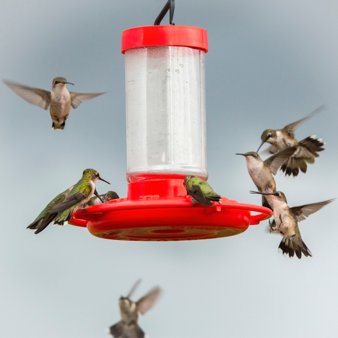 multiple hummingbirds at feeder