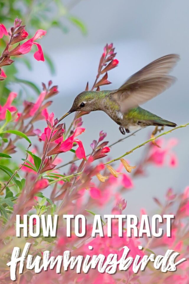 How to Attract Hummingbirds to Your Garden - growhappierplants.com