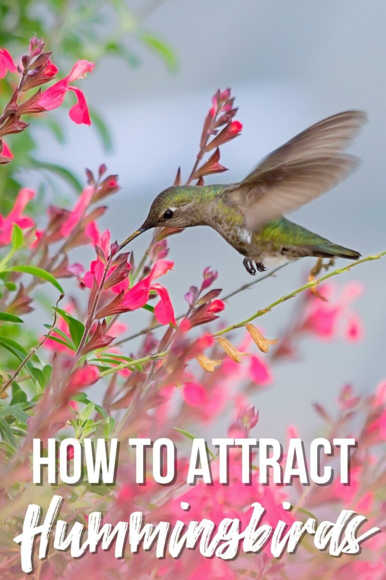 How to Attract Hummingbirds to Your Garden