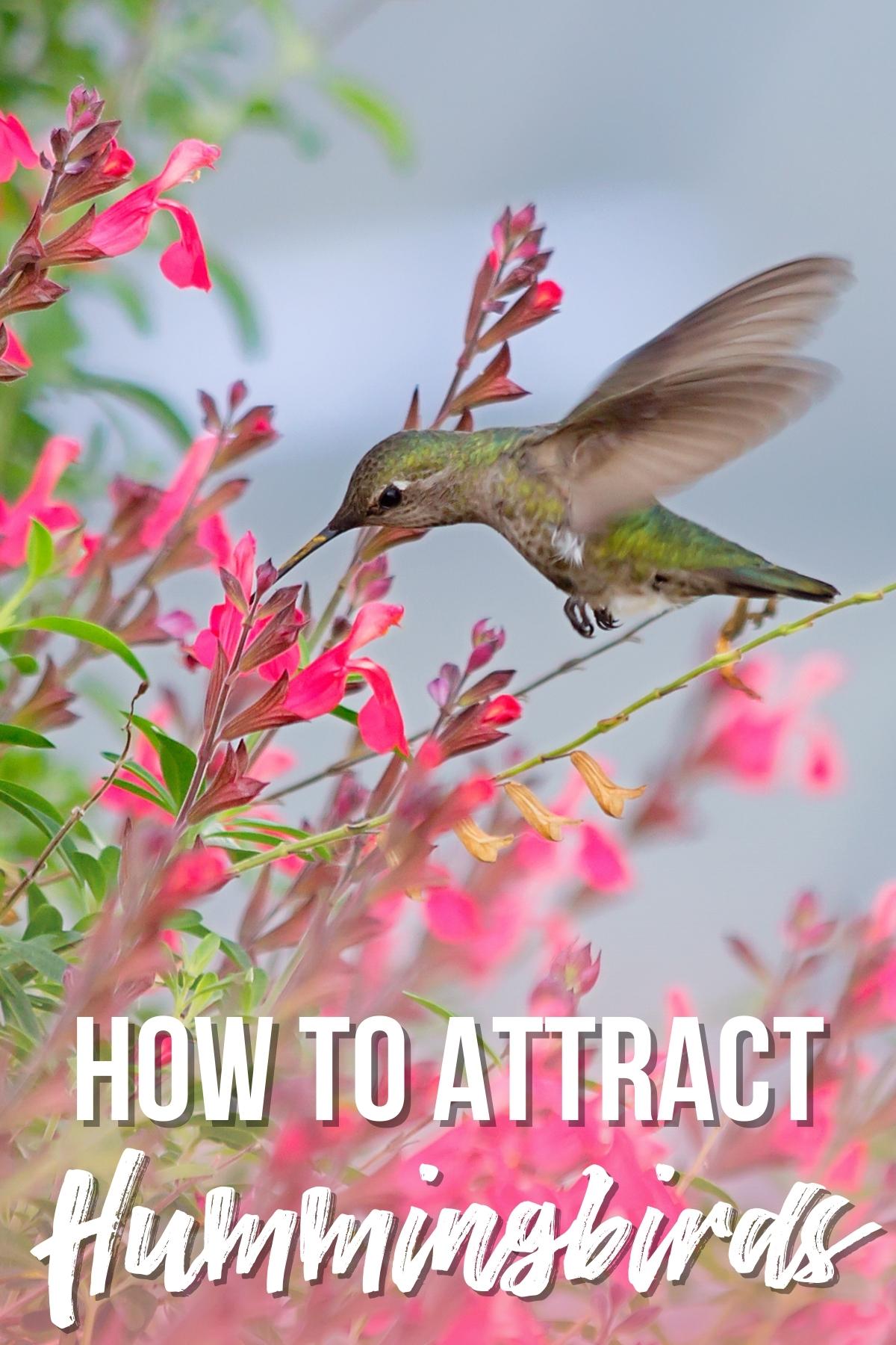 How to attract hummingbirds to your garden