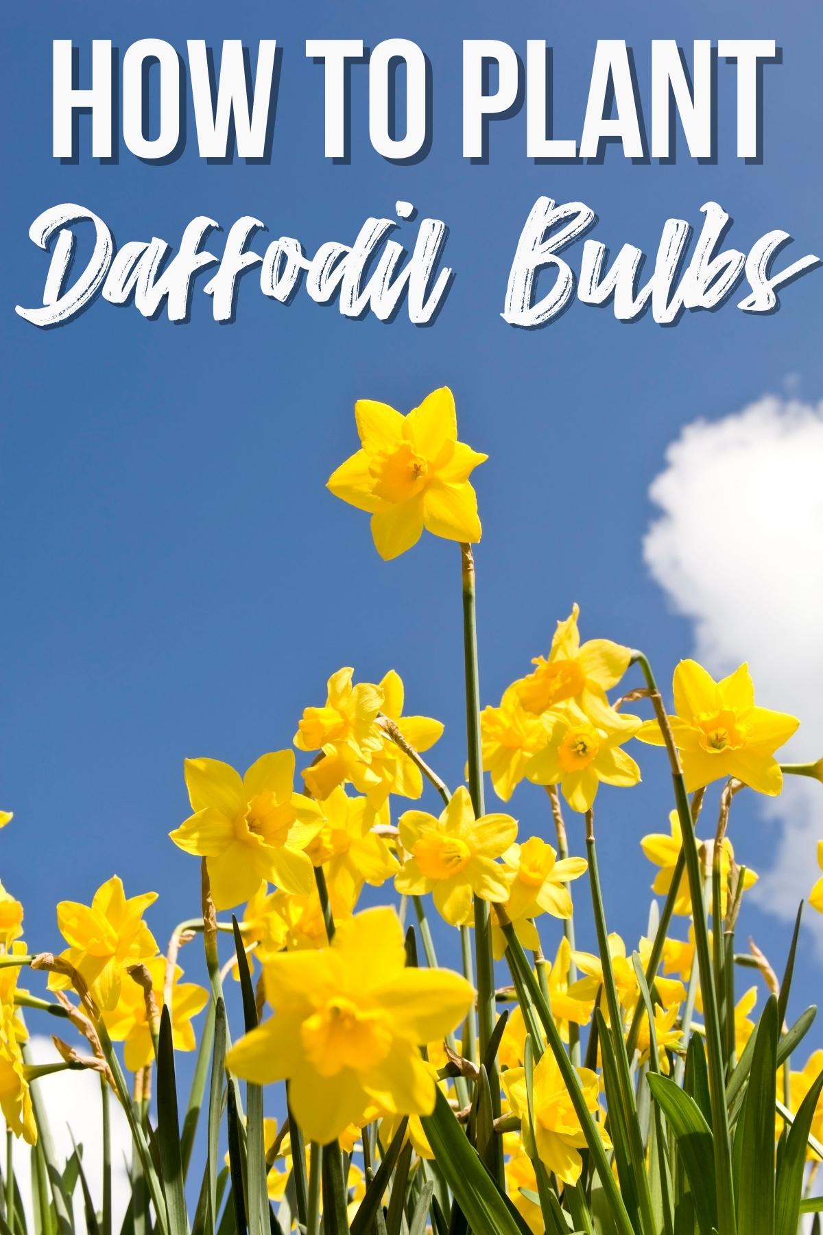 How to plant daffodil bulbs