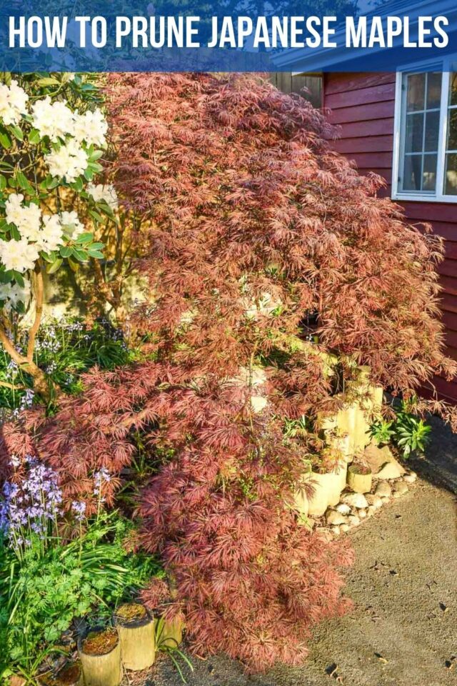 How to Prune Japanese Maple Trees