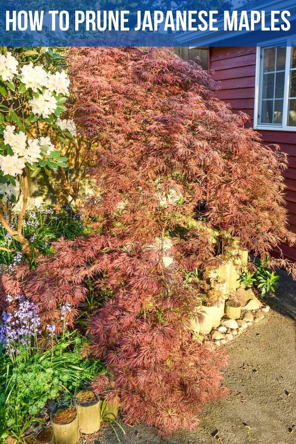 how to prune japanese maple trees
