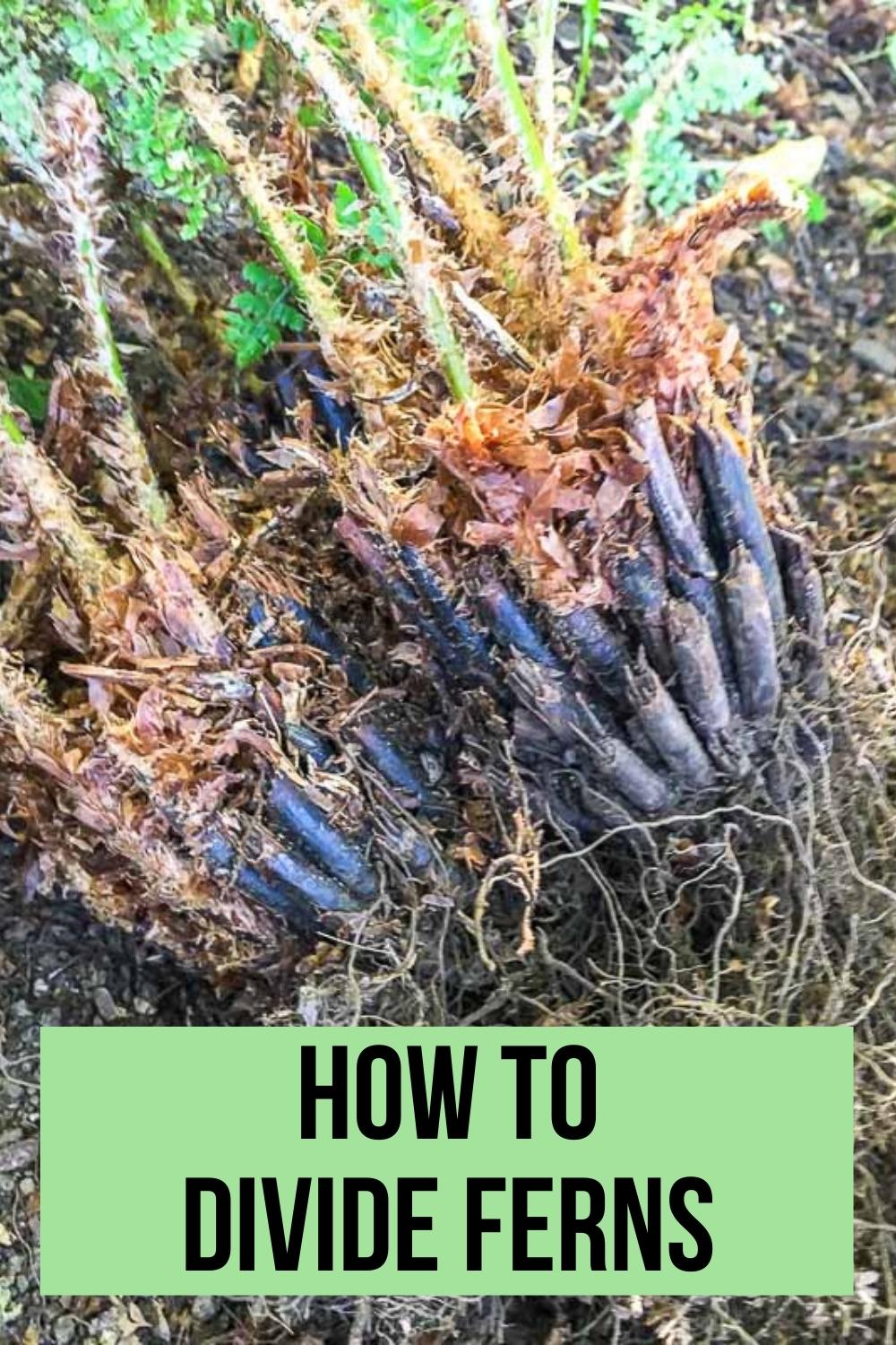 How to divide ferns with image of root clumps