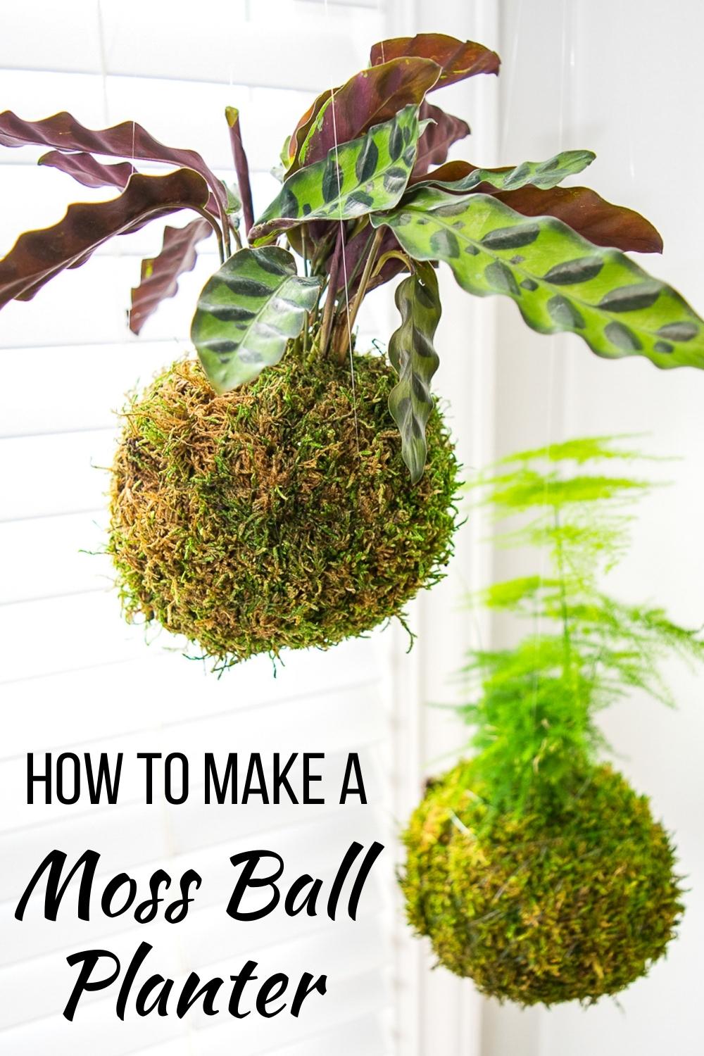 how to make a moss ball planter