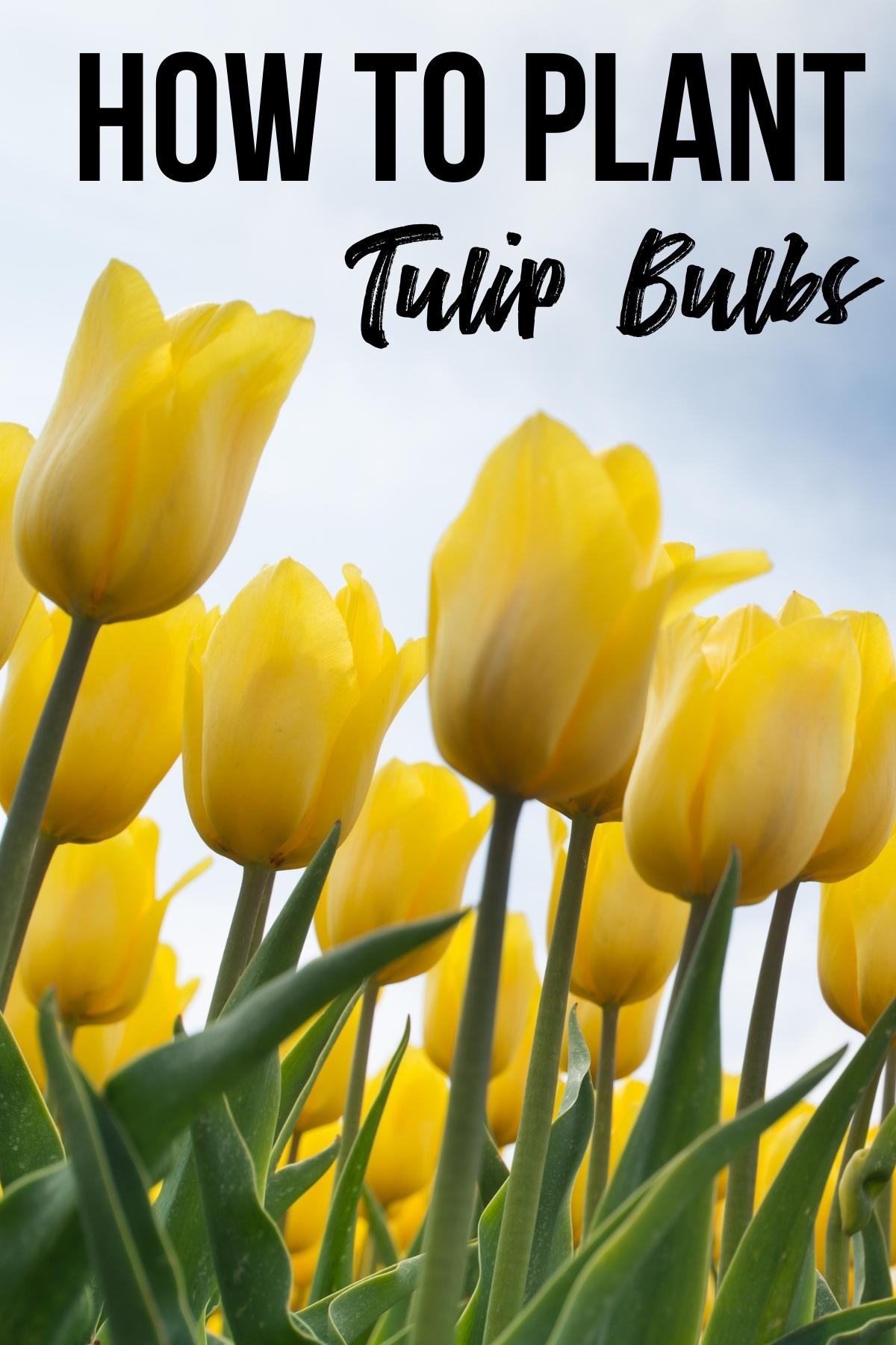 How to plant tulip bulbs