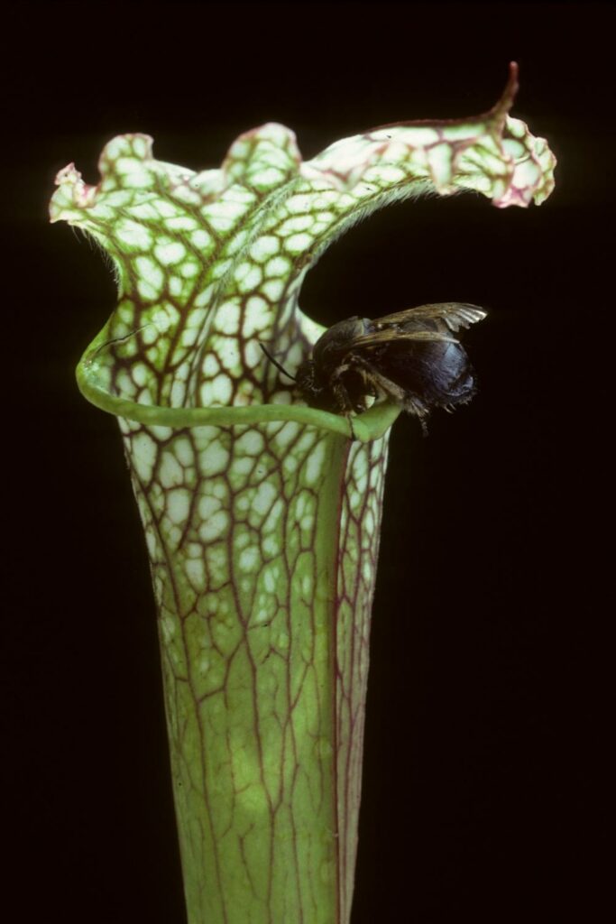 Pitcher Insect How to Grow Pitcher Plants - growhappierplants.com