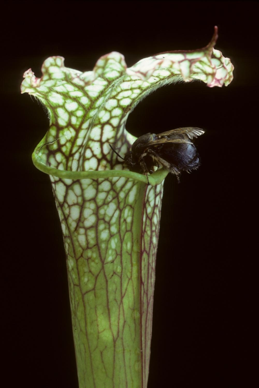 pitcher plant victim at the top of the cavity
