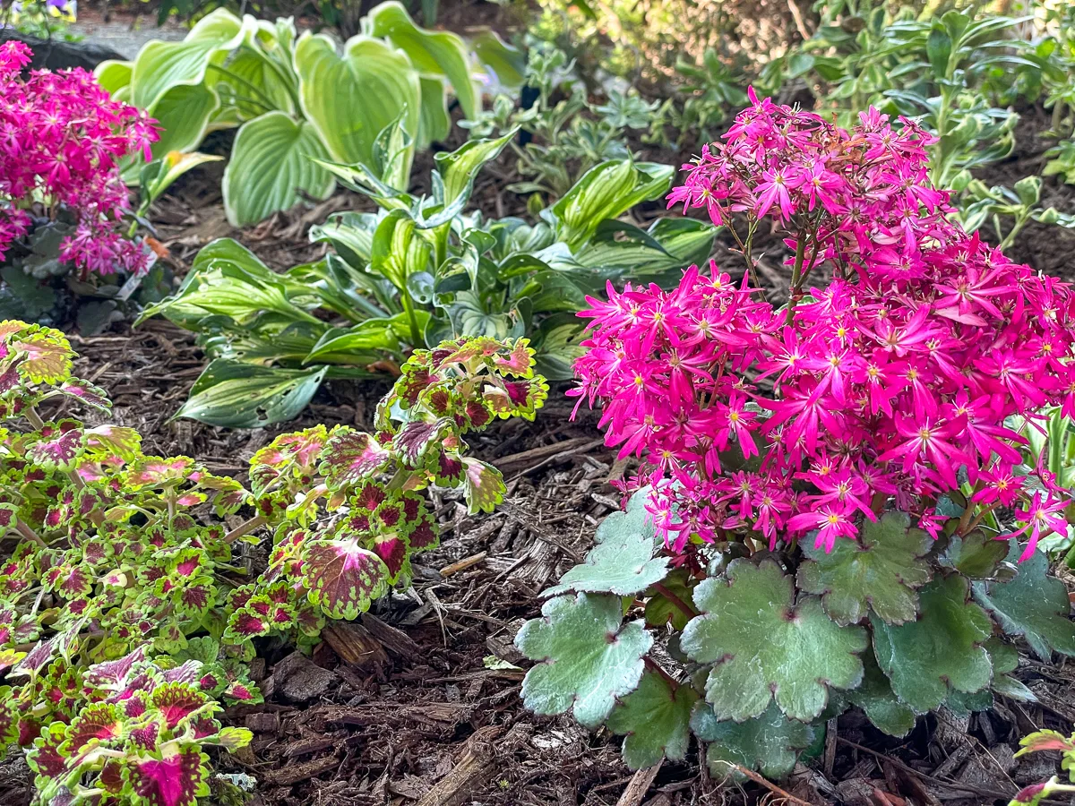 companion plants for Saxifraga cortusifolia, including coleus, hosta and pachysandra