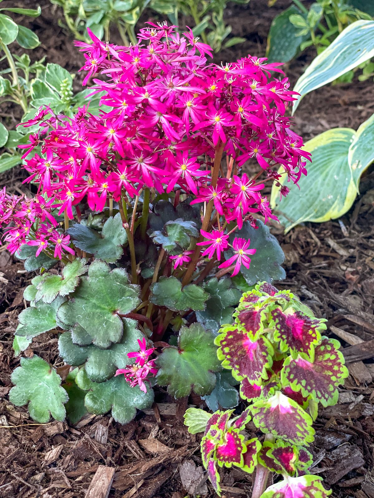 Saxifraga Dancing Pixies paired with Coleus Lava Rose in a part shade garden bed