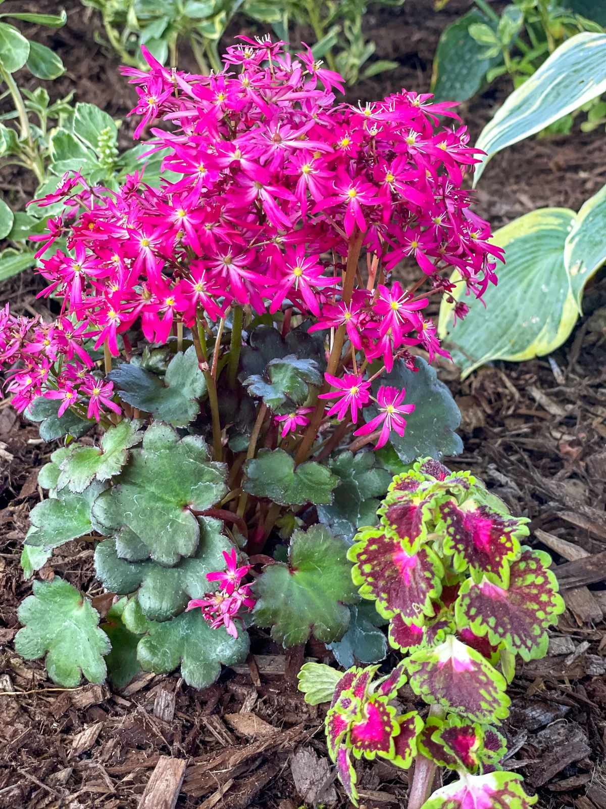 Saxifraga Dancing Pixies paired with rose coleus
