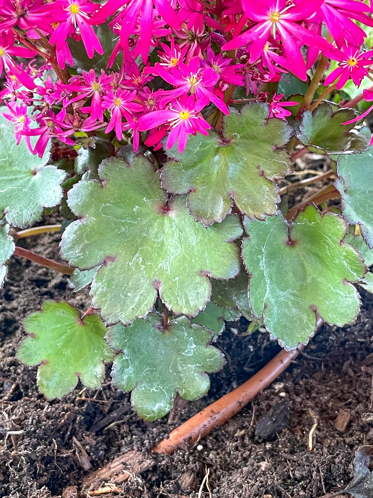 drip irrigation with emitters along length of tube