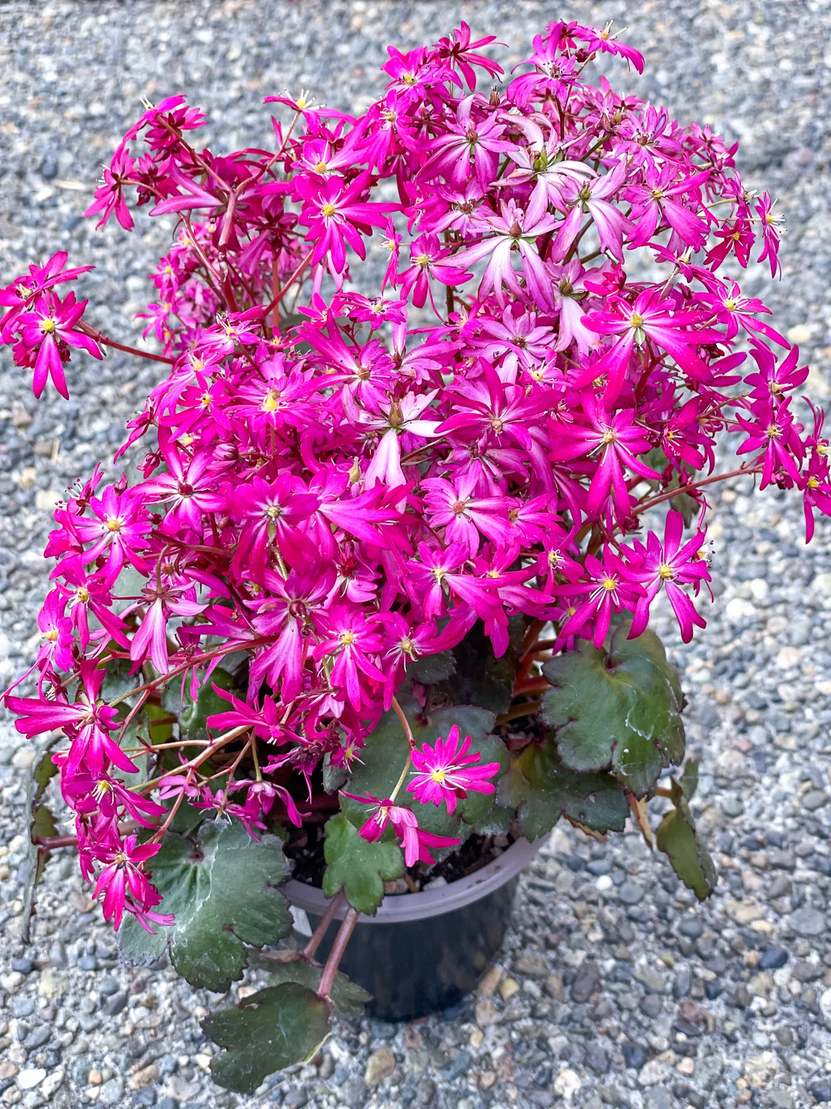 Saxifraga cortusifolia Dancing Pixies ‘Taja’ in full bloom