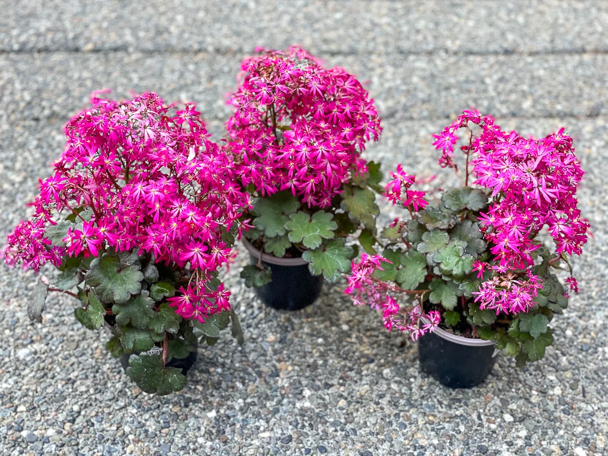 trio of Saxifraga Dancing Pixies in nursery pots