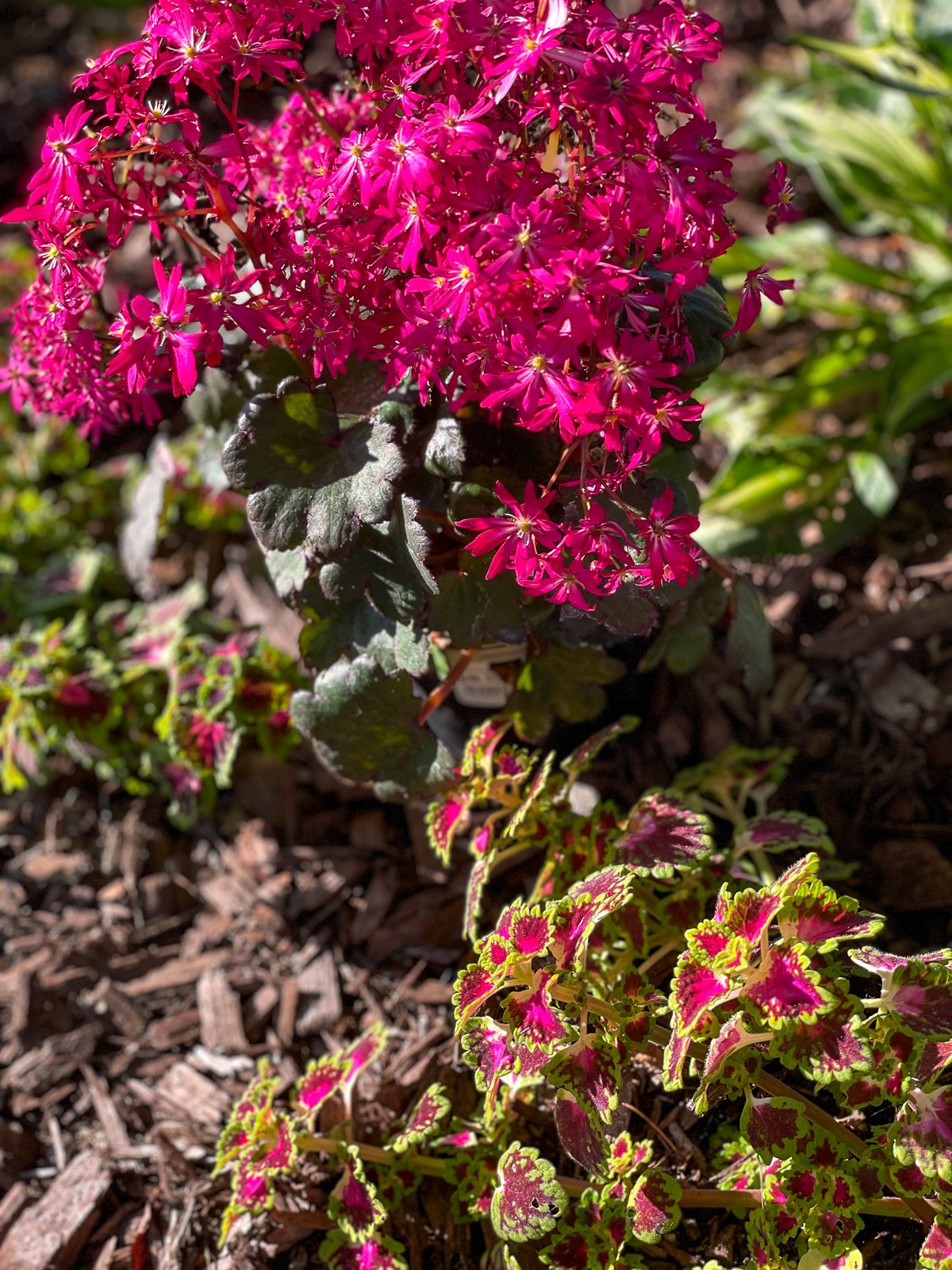 Saxifraga Dancing Pixies paired with Lava Rose Coleus