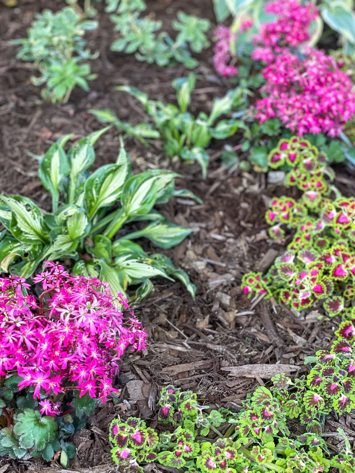 pachysandra, hostas, coleus and saxifraga in shade garden bed