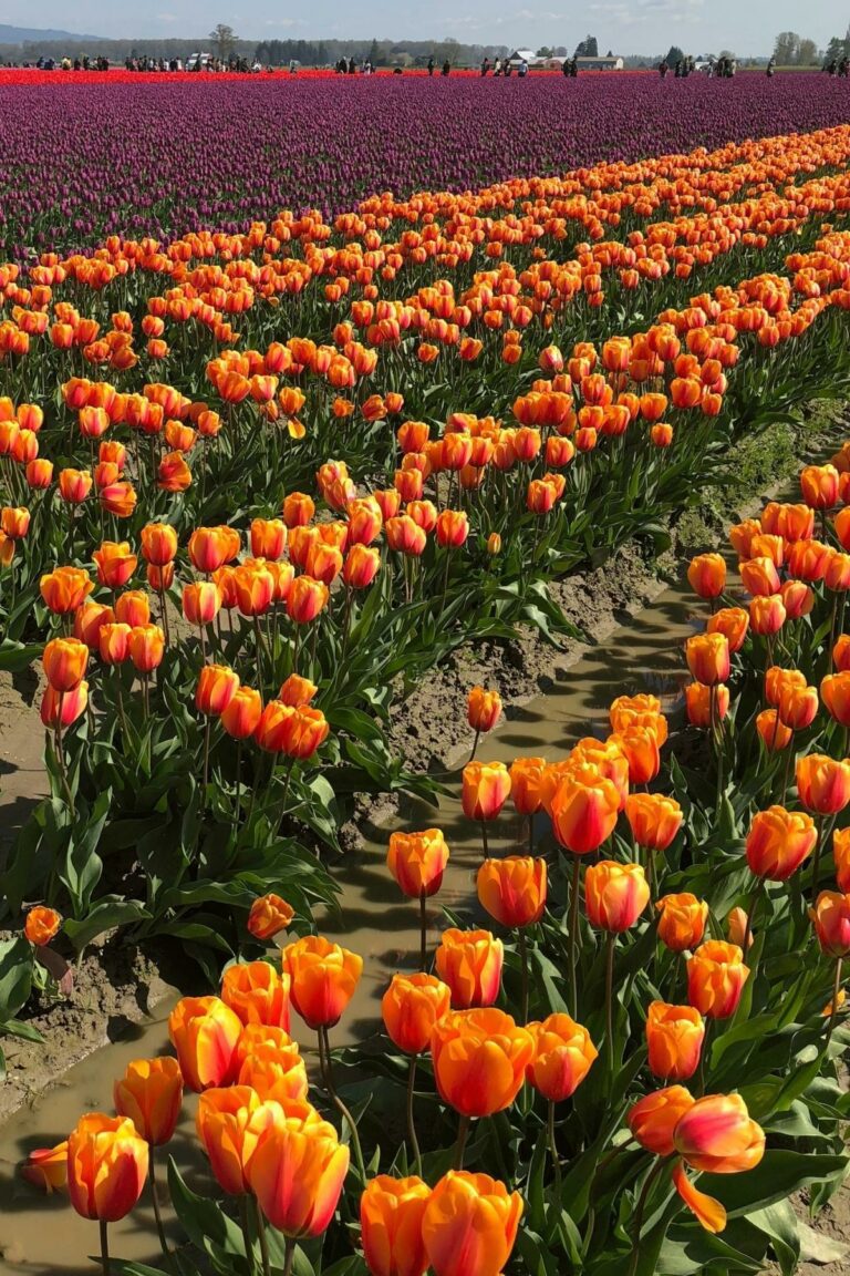 How to Plant Tulip Bulbs in Fall