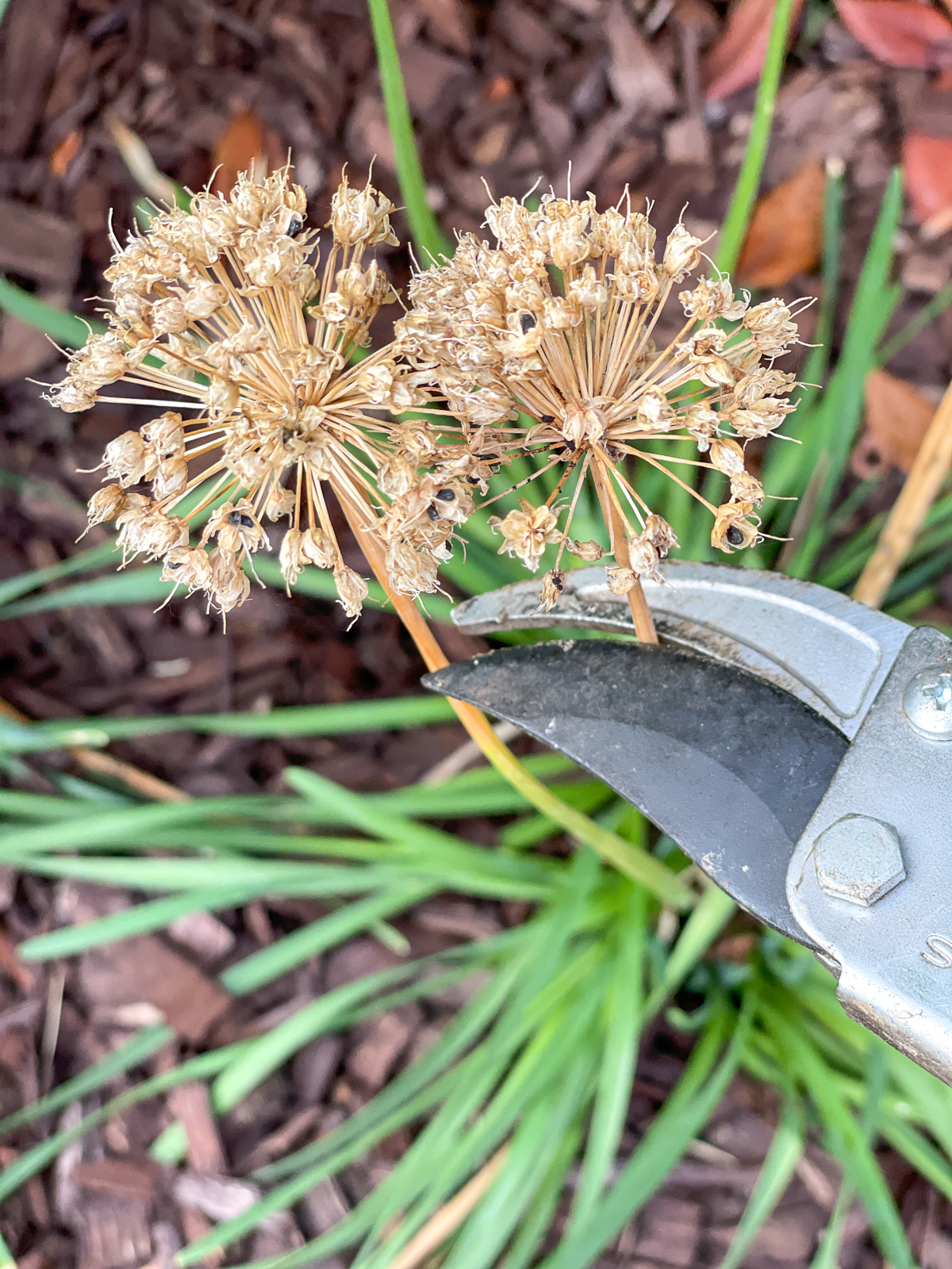 deadheading allium flowers