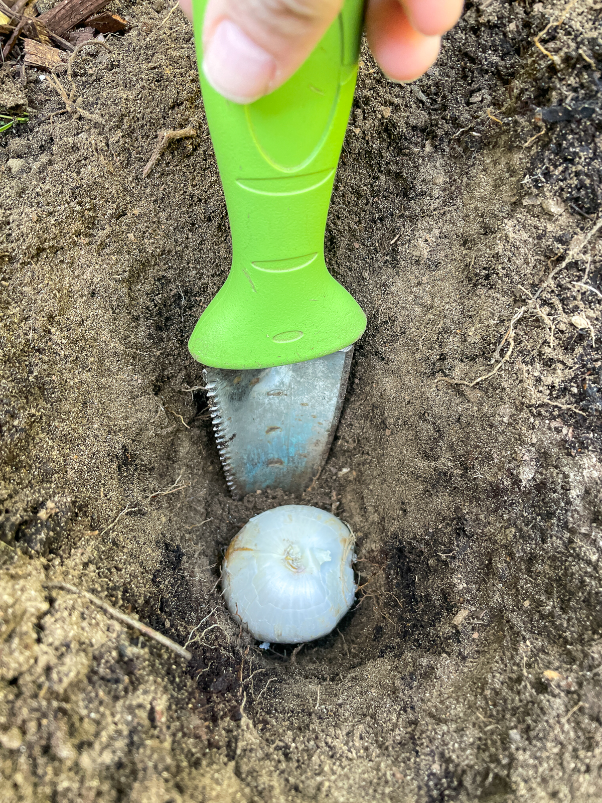 gauging depth of hole for allium bulb with a hand shovel