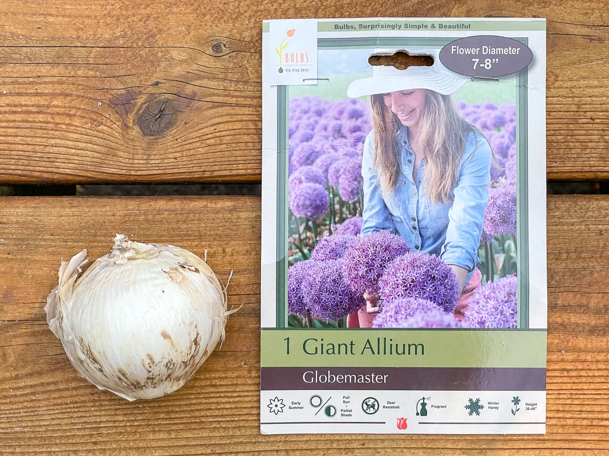 Globemaster allium bulb